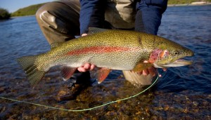 rainbow trout in ak